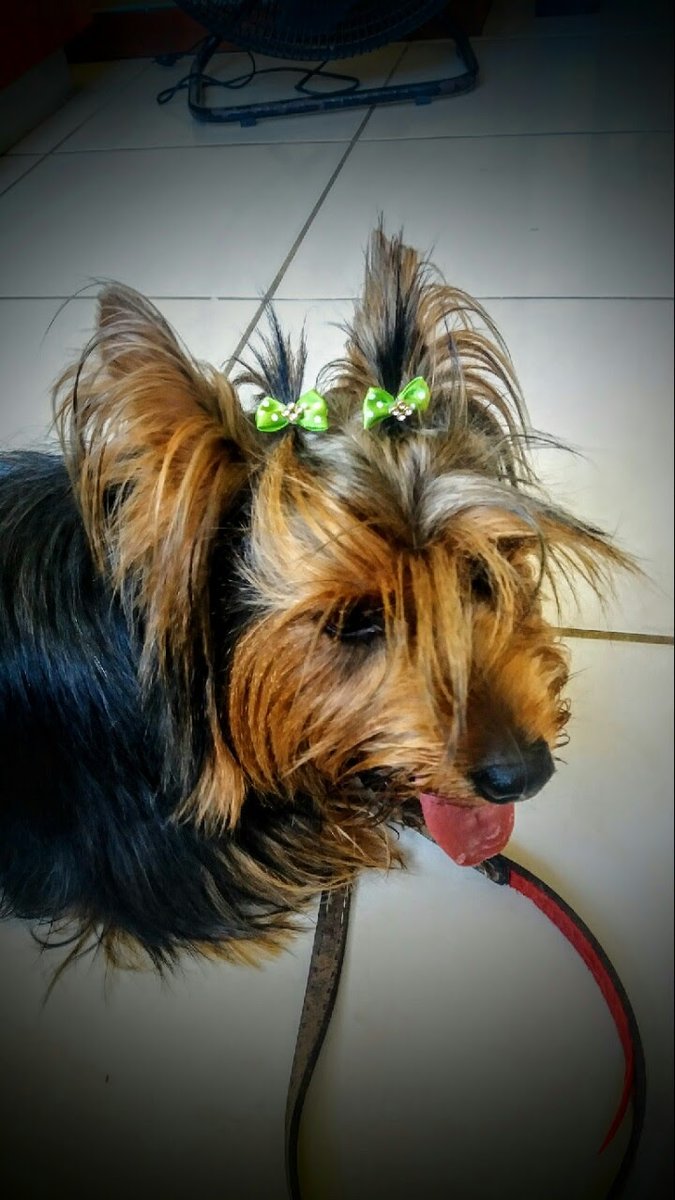 Climev Clínica Veterinária