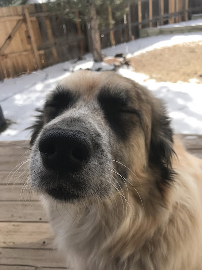 Paws United Dog Training