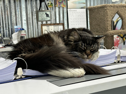 Kitty Condos - Cat Boarding - Luxury Rooms