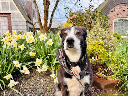 Holly Hearts Animals: Dog boarding + Pet sitting