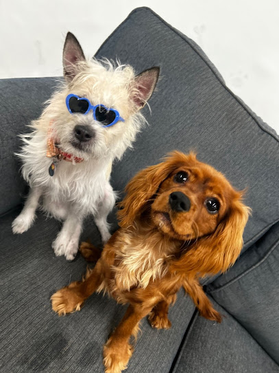 Rose City Dogs- Cully