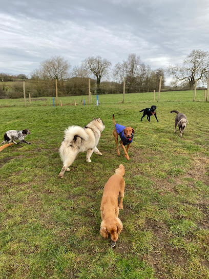 Reliable Dog Sitters in Leicester - D4 Dog Day Care