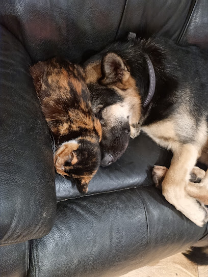 The Small Pet Rescue