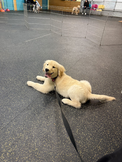 Happy-Go-Lucky Dog Training