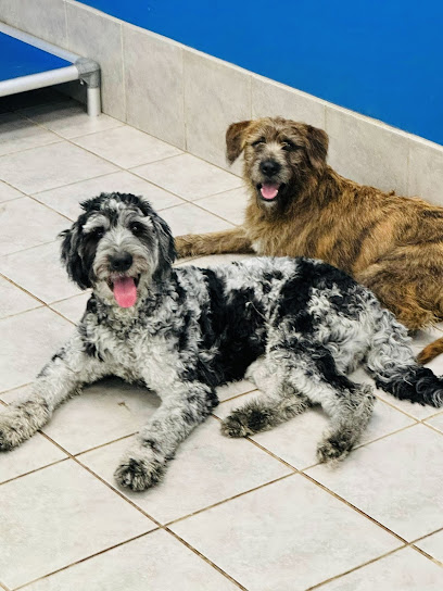 Hounds Town Centennial