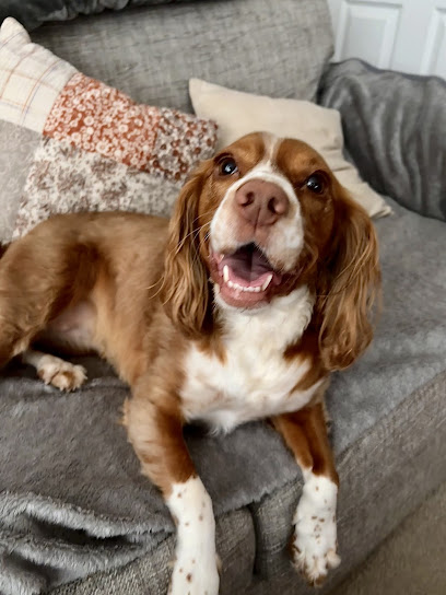 Home from Home Dog Care Cwmbran