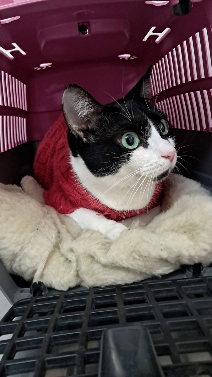 Clínica Veterinária Andelieri