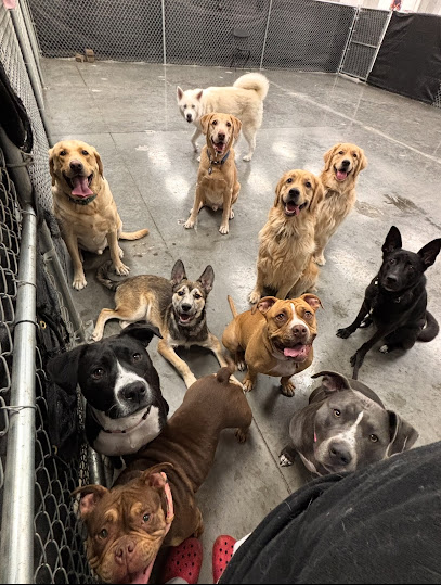 Buddies: Pet Daycare, Boarding and Grooming