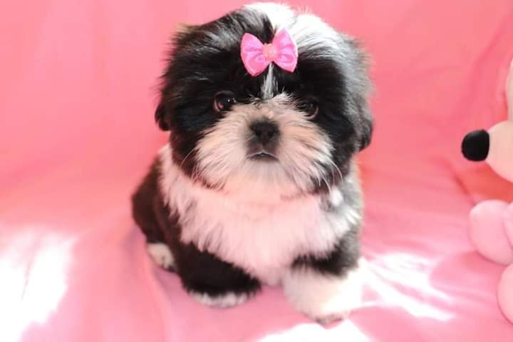 PetShop Zambia de Caxias do Sul / RS