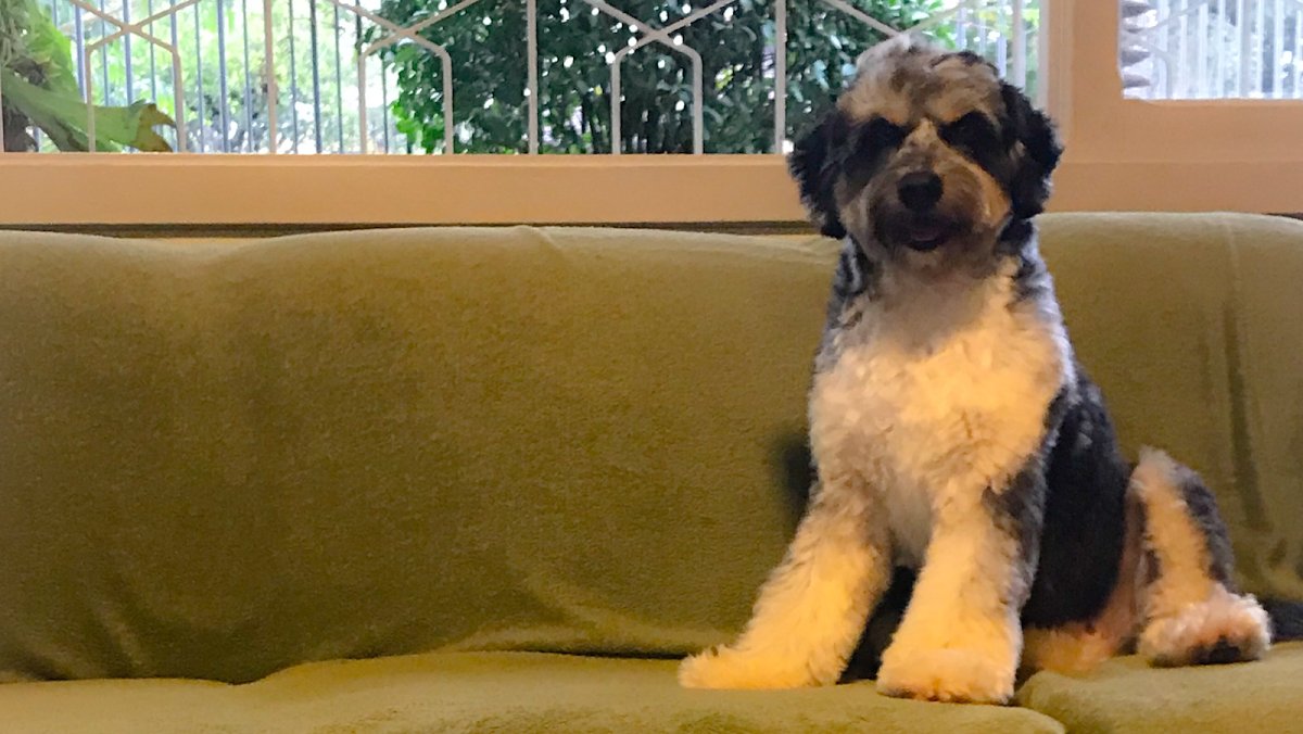 Veterinary clinic Bicharada