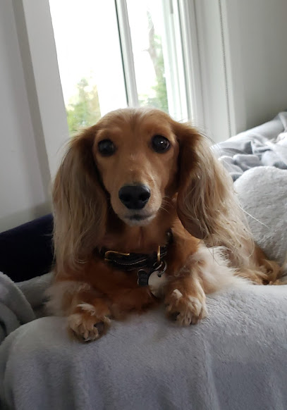 Loving Care Pet Care