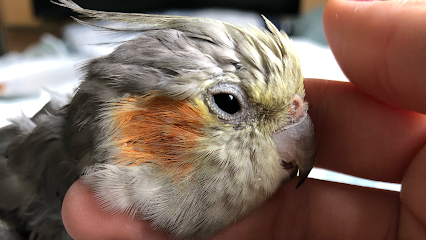 Notions Rescue: Mammal, Reptile & Parrot Rescue