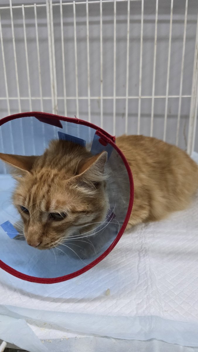 Clinica Veterinaria Dr. Álvaro Abreu