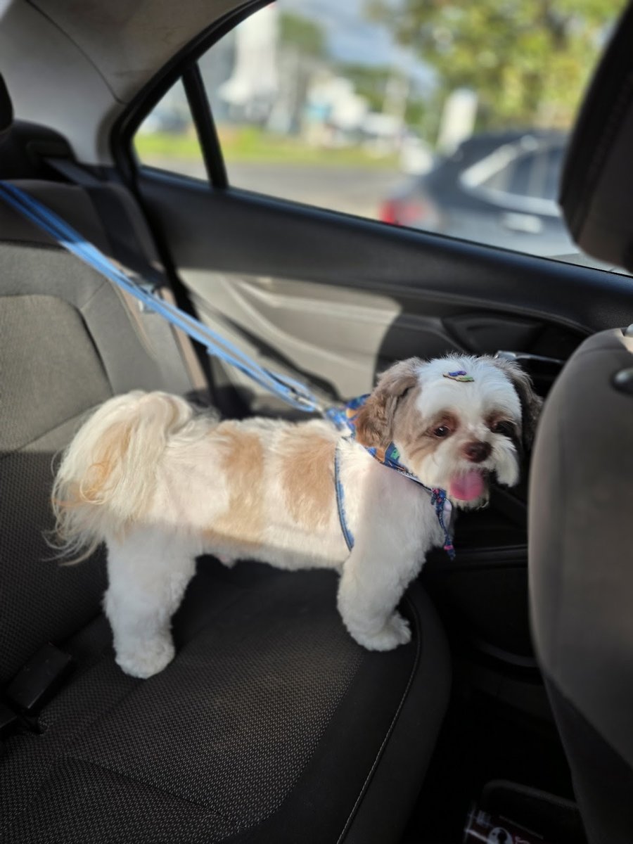 Clínica Veterinária Dr. Álvaro Abreu