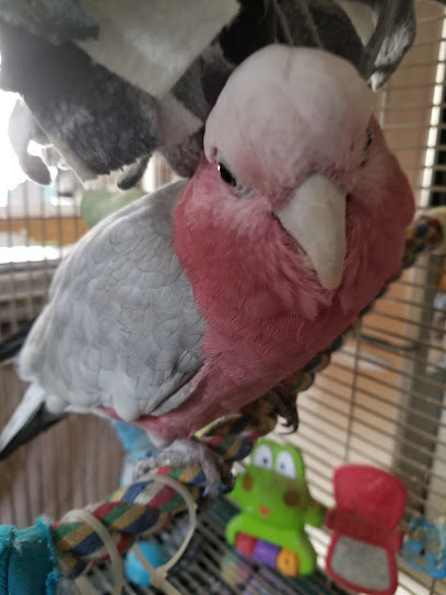 Mobile Bird Grooming, WINGS, NAILS, BEAKS...Las Vegas NV