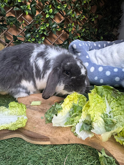 Clare's Creature Comforts