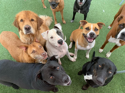 Dogs Rule Day Care & School