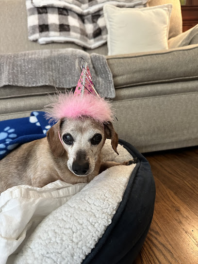 Angel Care Integrative Oncology & Natural Healing for Pets