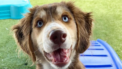 BrownDog Lodge - Memphis