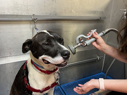 Feeders Pet Supply Pet Wash & Grooming
