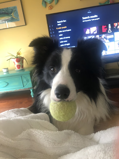 Doggonit dog training