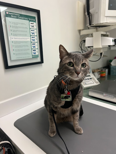 Cat Clinic of Louisville