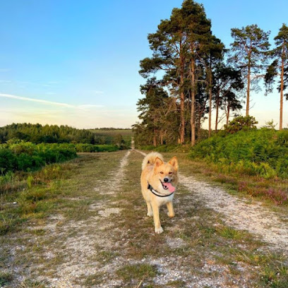 Paws in the Pines New Forest