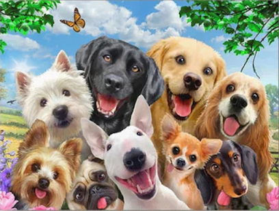 A&E Kennels Dog Boarding