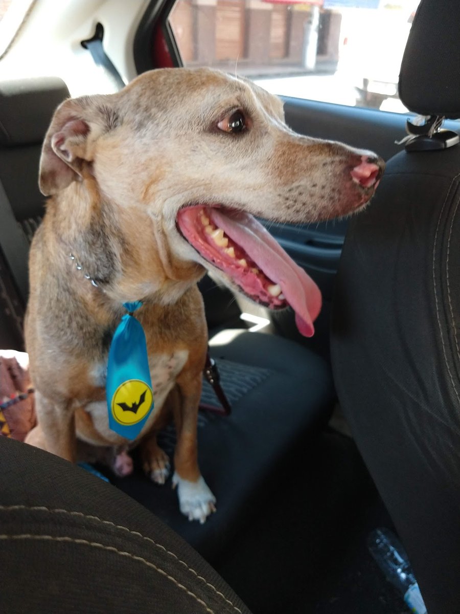 Hospital Veterinário de Macaé