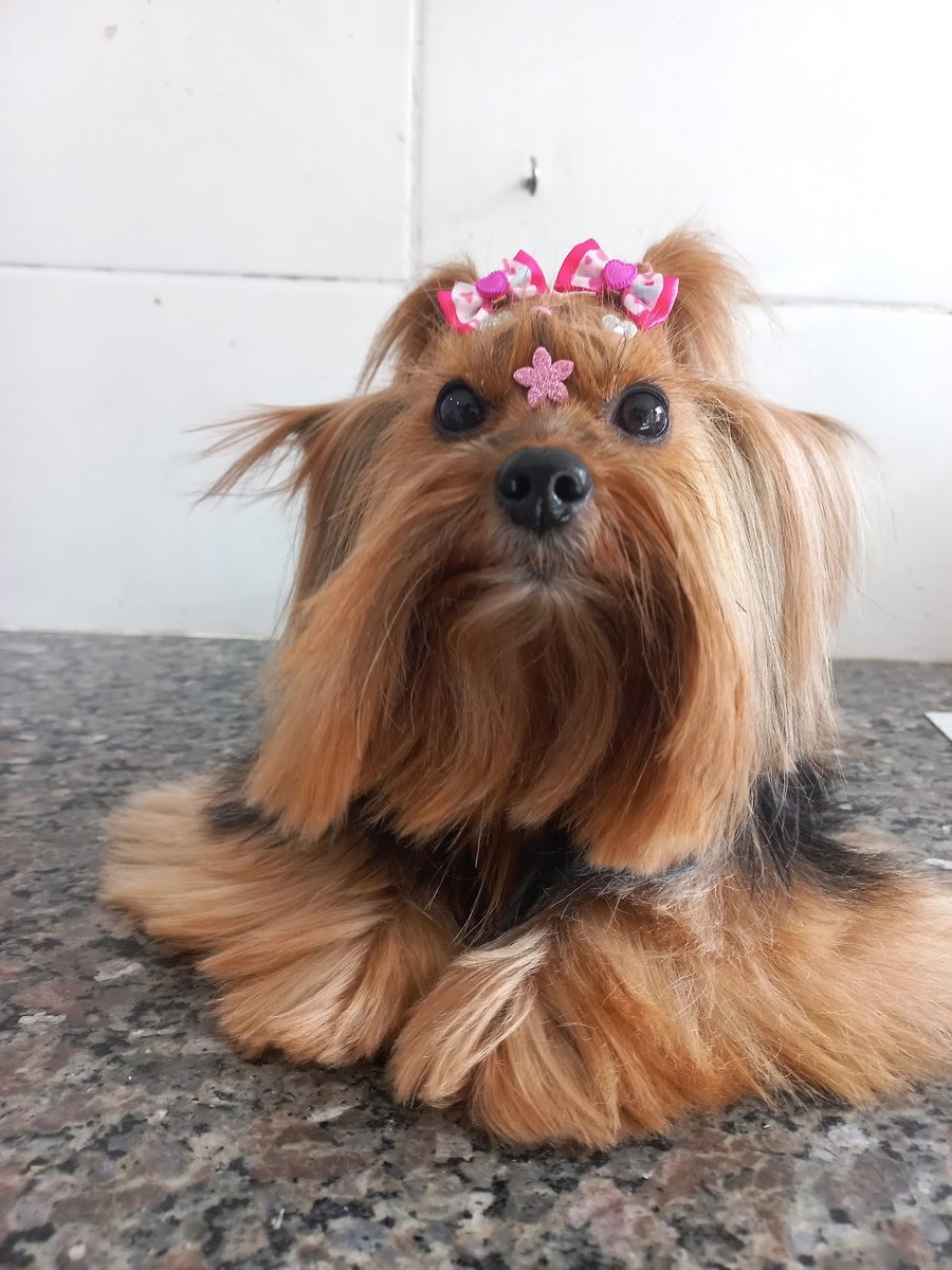 Top Clin Clínica Veterinária