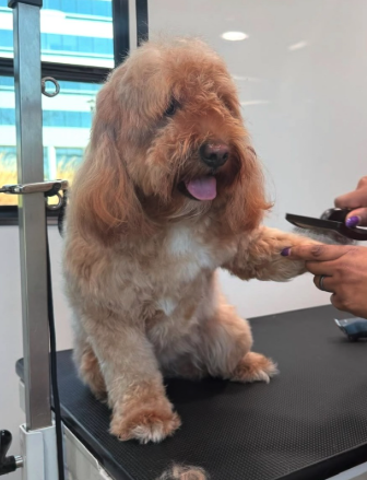 Bark Social Baltimore