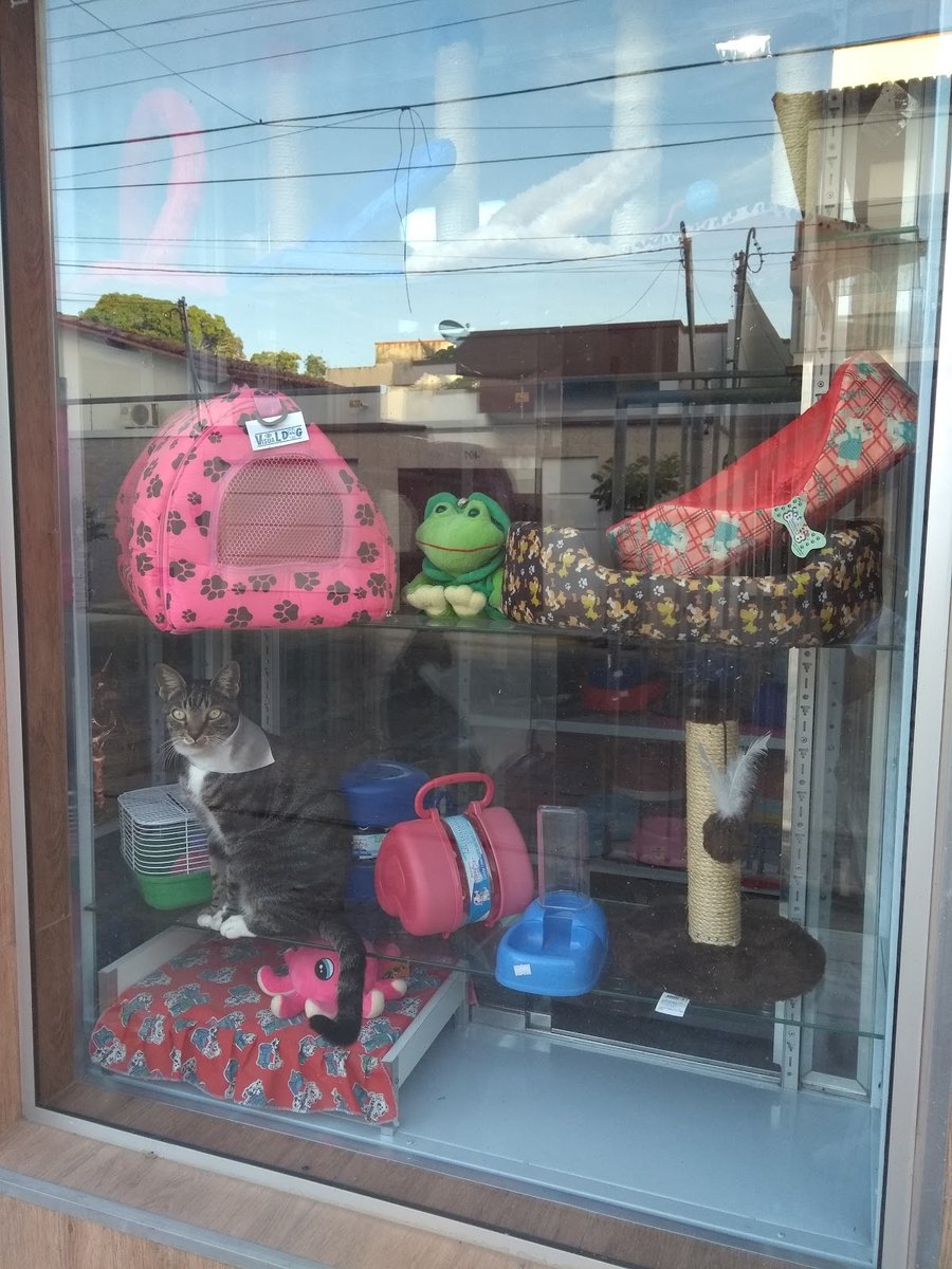 Clínica Veterinária 4 Patas