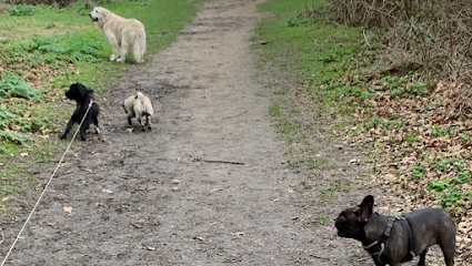 Any paws petcare and dog boarding