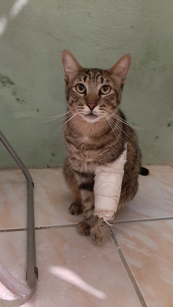 Hospital Veterinario Doutor Magi Averaldo