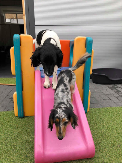 Doggy Day Care/Play Centre