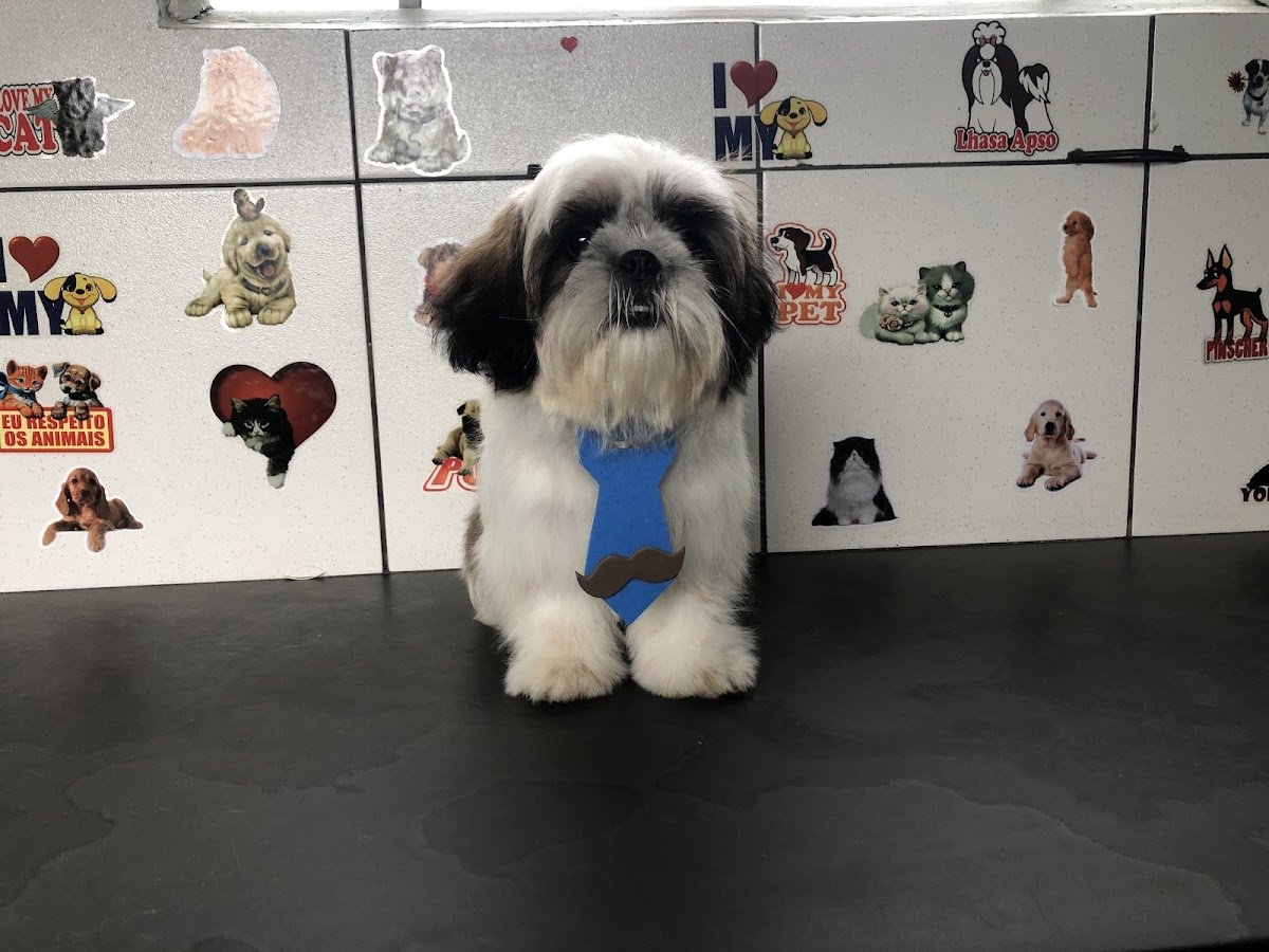 CAT-DOG Consutório Veterinário