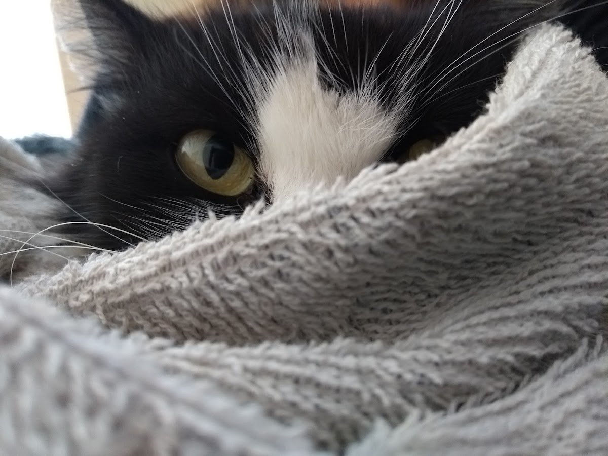 Vitae Animalia - Clínica Veterinária & Banho e Tosa