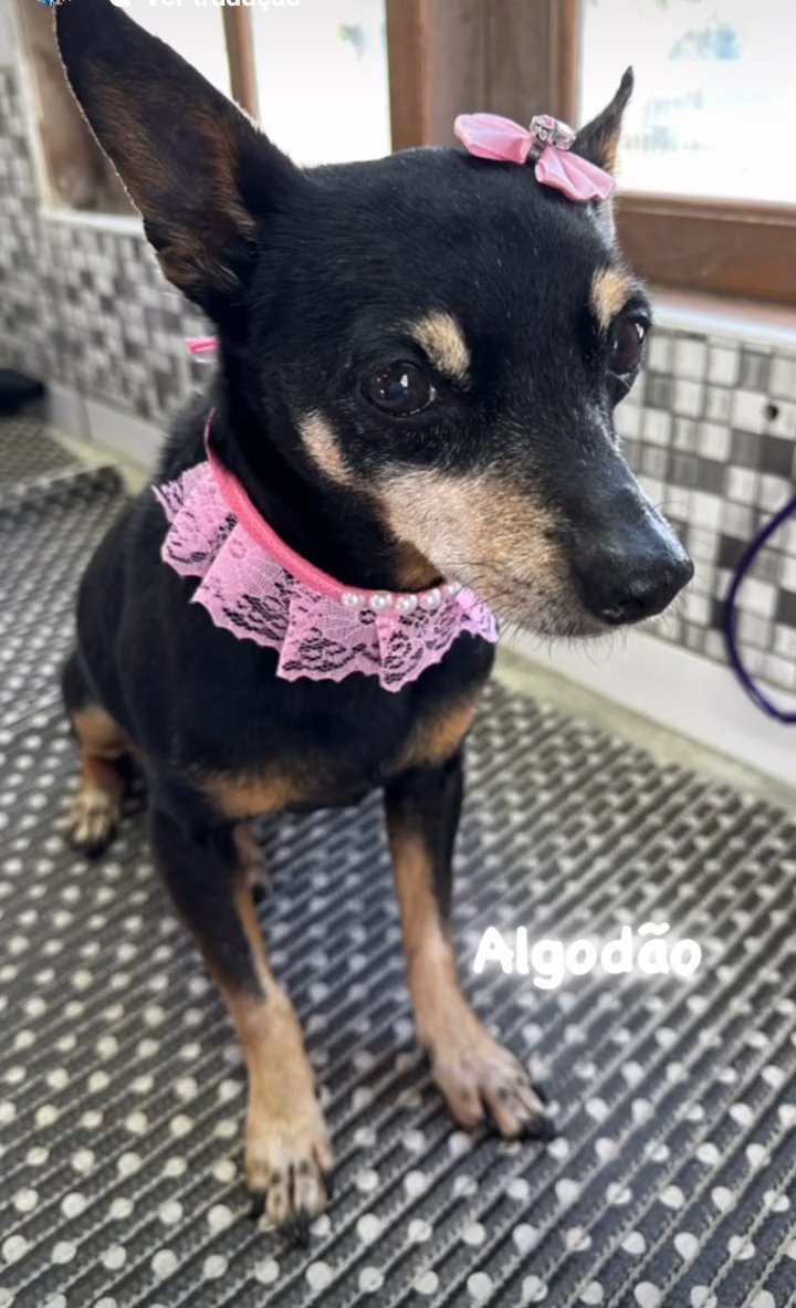 Veterinária São Francisco