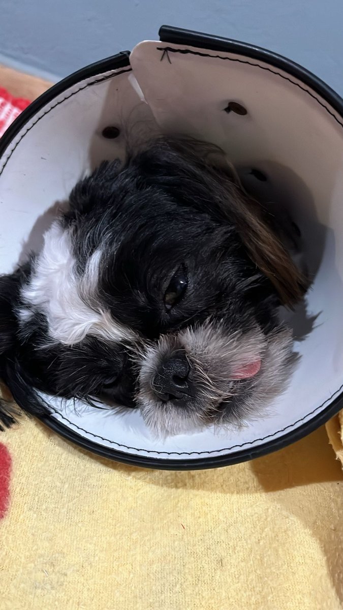 Clinova Clínica Veterinária