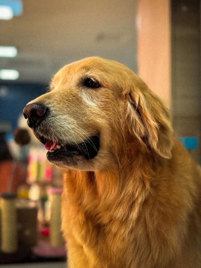 Clinica Animália Veterinária 24H e petshop