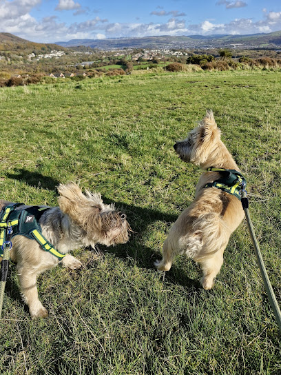 Swansea Jack Pet Services