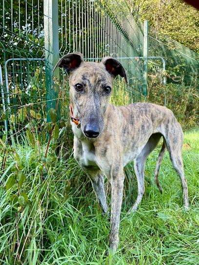 Greyhound Trust Southwest Wales