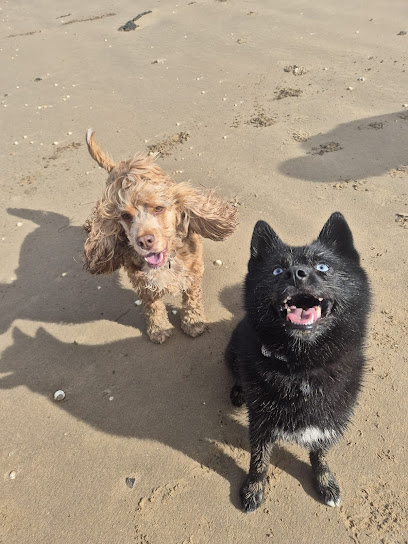 SG Dog Walking Services