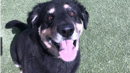 Sunny's Dog Boarding & Daycare