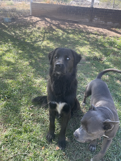 House of Dogs Play & Stay LLC