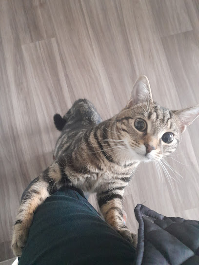 Mini's Moggies Cat Sitting - cat feeding service Gosport