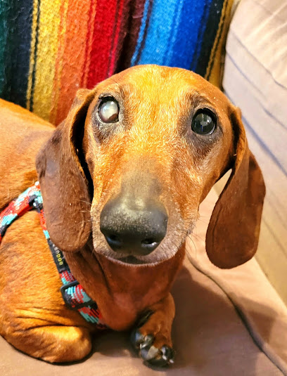 Eye Care for Animals - Ft. Lowell