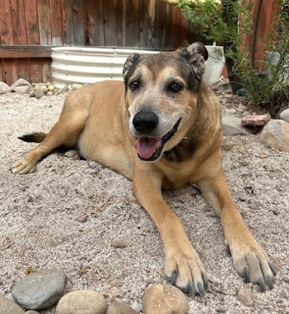 Dermatology for Animals - Tucson