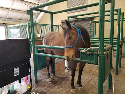 Bandalero Ranch-Equine