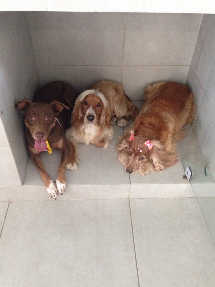 Clínica Verterinária e Pet Shop Auquimia